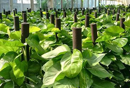 選擇綠色植物租賃有什么好處？